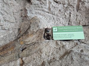 Dinosaur National Monument