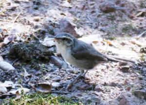 Bewick's Wren