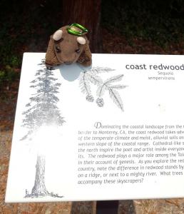 Redwoods NP, CA