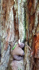 Redwoods NP, CA