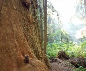 Redwoods NP, CA