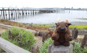Bodega Bay, CA