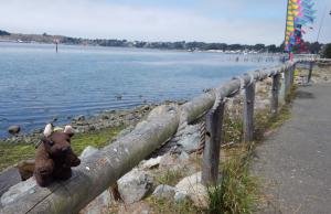 Bodega Bay, CA