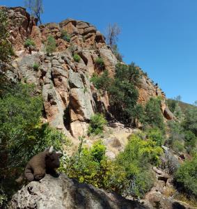 Pinnacles NP, CA