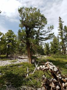 Great Basin NP