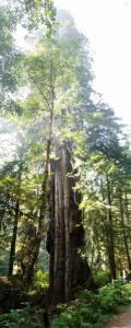 Redwood National Park, CA