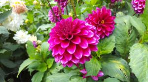Mendocino Coast Botanical Gardens