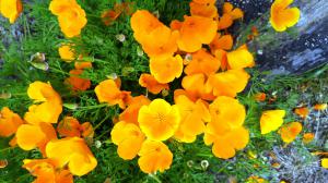 Mendocino Coast Botanical Gardens