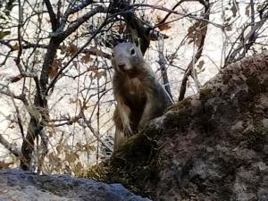Evil squirrel